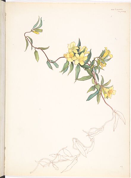 Yellow Jessamine (Gelsemium Sempervirens), Margaret Neilson Armstrong (American, New York 1867–1944 New York), Watercolor and brown ink over graphite with details in brown ink 