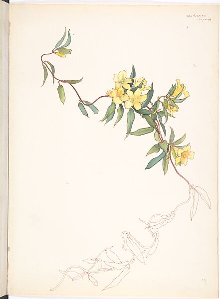 Yellow Jessamine (Gelsemium sempervirens), Margaret Neilson Armstrong (American, New York 1867–1944 New York), Watercolor and brown ink over graphite with details in brown ink 