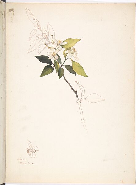 American Snowbell (Styrax americanus), Margaret Neilson Armstrong (American, New York 1867–1944 New York), Watercolor and brown ink over graphite with details in brown ink 