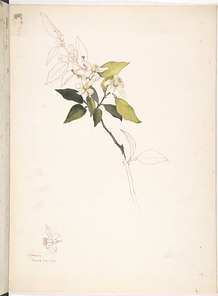 American Snowbell (Styrax Americanus), Margaret Neilson Armstrong (American, New York 1867–1944 New York), Watercolor and brown ink over graphite with details in brown ink 