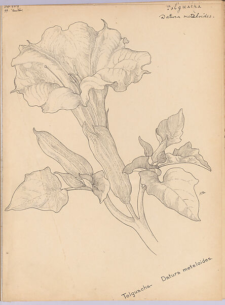 Tolguacha (Datura meteloides), Margaret Neilson Armstrong (American, New York 1867–1944 New York), Pen and ink 