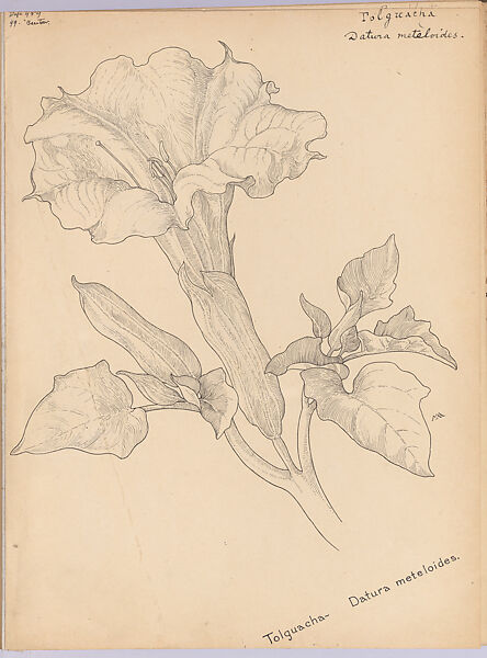 Tolguacha (Datura Meteloides), Margaret Neilson Armstrong (American, New York 1867–1944 New York), Pen and ink 