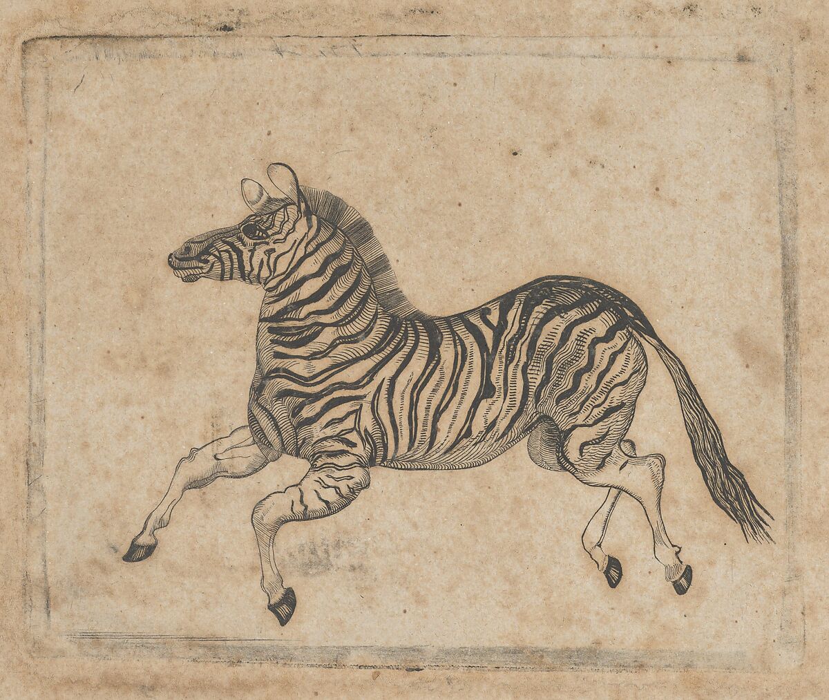 Banknote vignette showing a zebra, Attributed to Asher Brown Durand (American, Jefferson, New Jersey 1796–1886 Maplewood, New Jersey), Etching; proof 