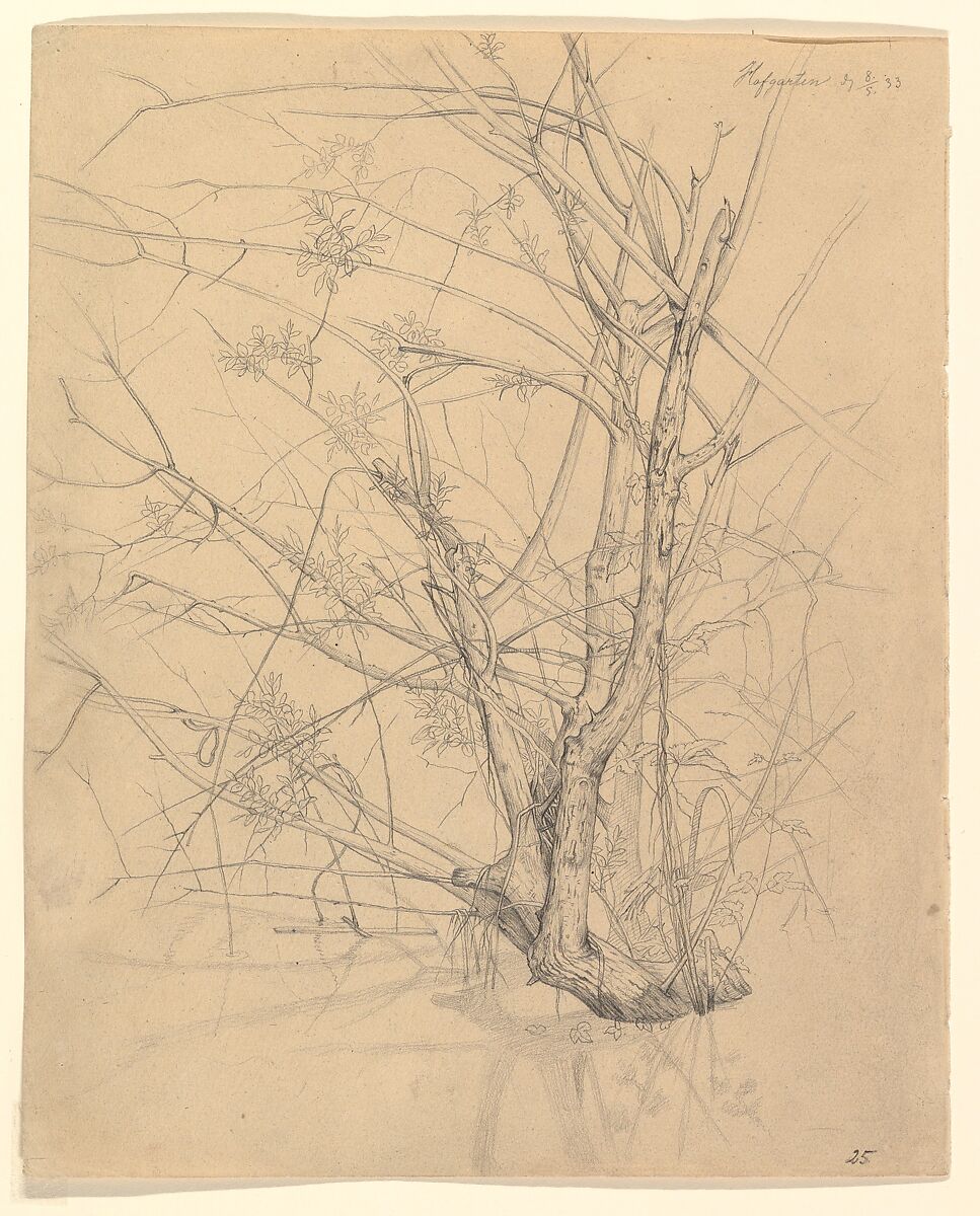 Study of a Tree Standing in Water in the Düsseldorf Hofgarten; verso: Studies of Plants, Johann Wilhelm Preyer (German, Rheydt 1803–1889 Dusseldorf), Graphite 
