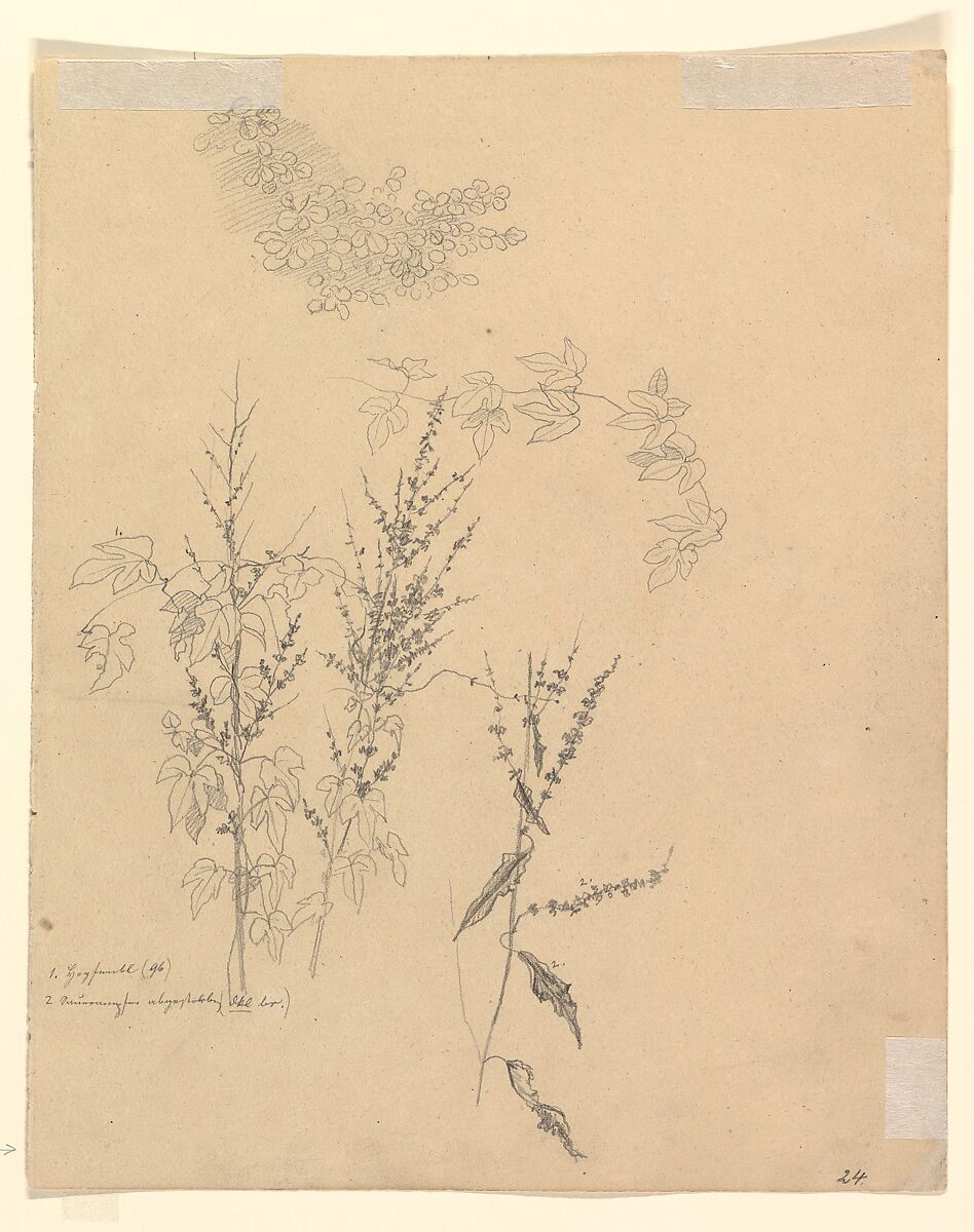 Study of a Tree Standing in Water in the Düsseldorf Hofgarten; verso: Studies of Plants, Johann Wilhelm Preyer (German, Rheydt 1803–1889 Dusseldorf), Graphite