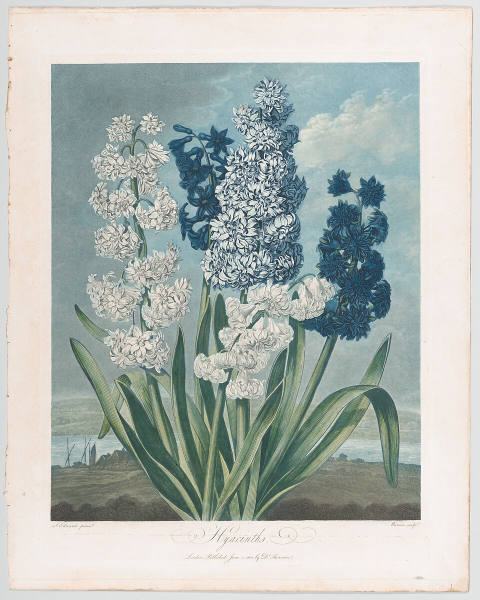 Hyacinths, from "The Temple of Flora, or Garden of Nature", Thomas Warner (British, active 1790–1828), Aquatint and stipple engraving printed in colors with hand coloring 