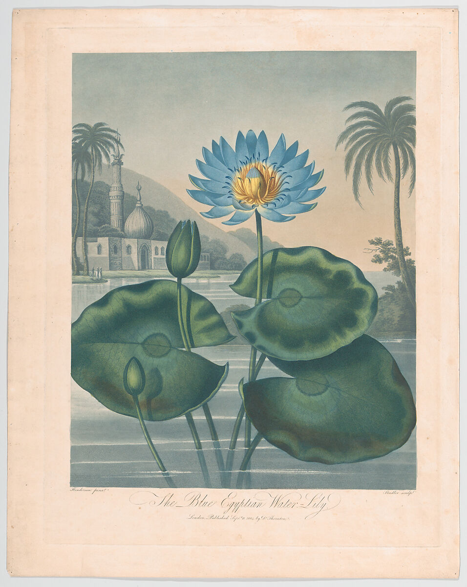 The Blue Egyptian Water Lily, from "The Temple of Flora, or Garden of Nature", Joseph Constantine Stadler (German, active London, 1780–1822), Aquatint and stipple engraving printed in colors with hand coloring