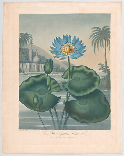 The Blue Egyptian Water Lily, from 