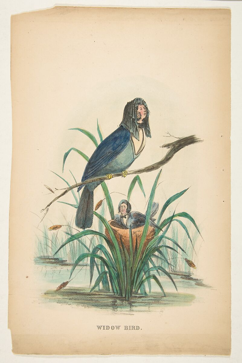 Widow Bird, from "The Comic Natural History of the Human Race", Henry Louis Stephens (American, Philadelphia, Pennsylvania 1824–1882 Bayonne, New Jersey), Color lithograph with watercolor and gum 