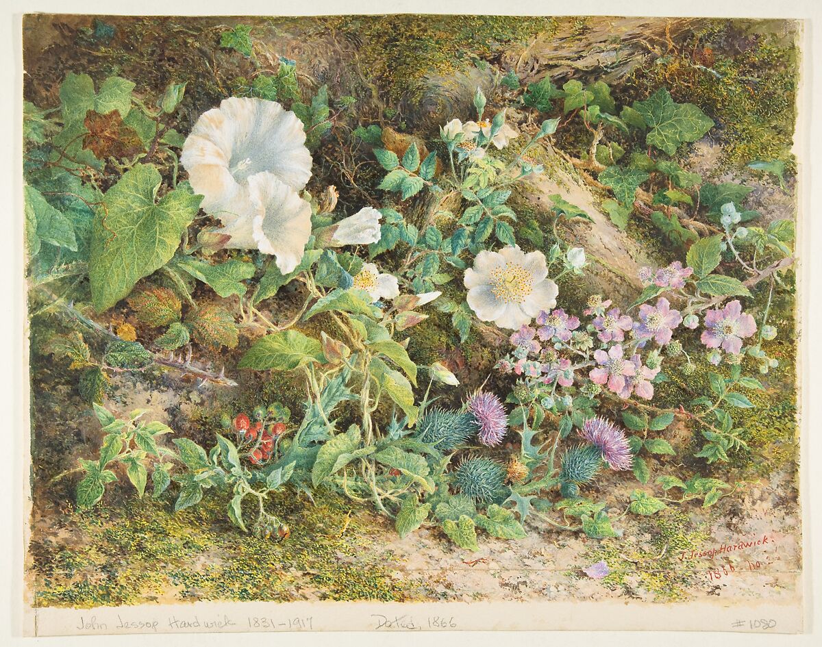 Flower study, John Jessop Hardwick (British, London 1831–1917), Watercolor 