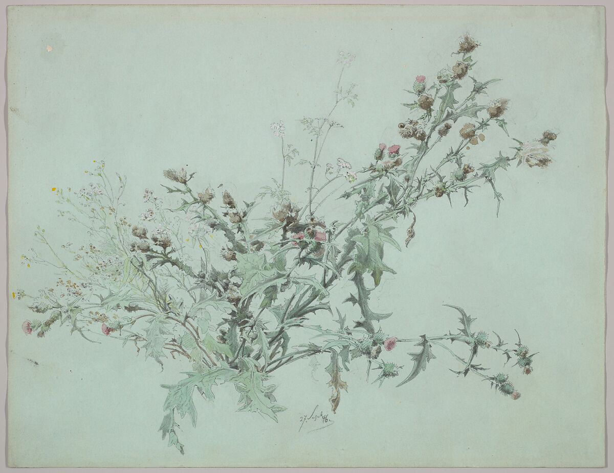 Study of a Flowering Thistle, Carl Georg Anton Graeb (German, Berlin 1816–1884 Berlin), Graphite, watercolor 