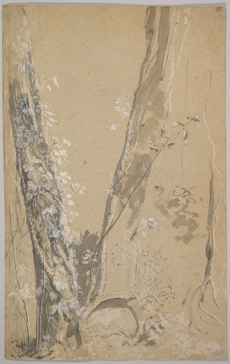 Study of Overgrown Trees; verso: Study of a Cypress and Two Overgrown Trees, Joseph Werner the Younger (Swiss, Berne 1637–1710 Berne), Brush and gray ink, white gouache 
