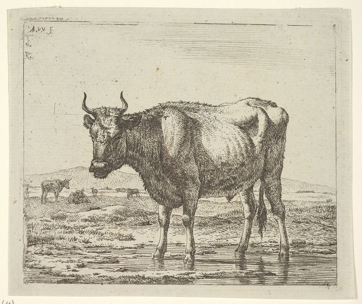 Bull Standing in Water, from Different Animals, Adriaen van de Velde (Dutch, Amsterdam 1636–1672 Amsterdam), Etching 