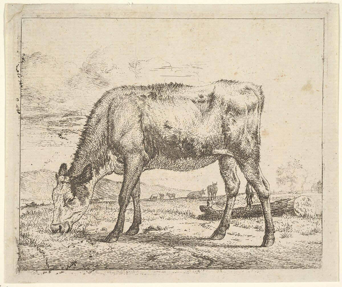 Grazing Calf, from Different Animals, Adriaen van de Velde (Dutch, Amsterdam 1636–1672 Amsterdam), Etching 