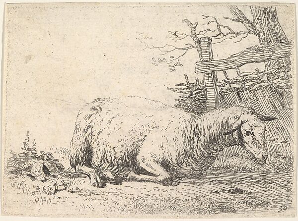 A sheep lying with its legs folded underneath its body next to a wooden fence, the sheep in profile view