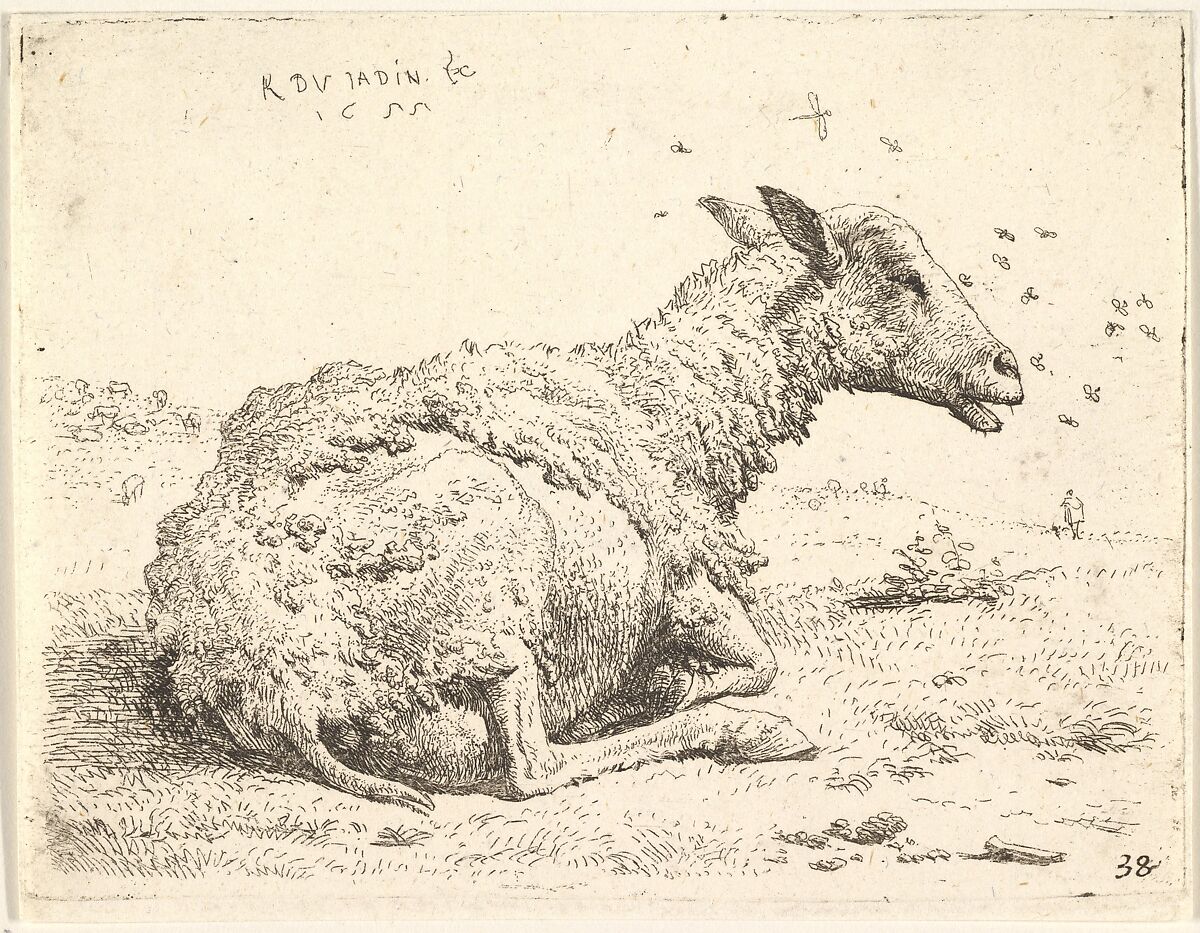 Partially shorn sheep lying in the grass with insects hovering around its head, Karel Dujardin (Dutch, Amsterdam 1622–1678 Venice), Etching 