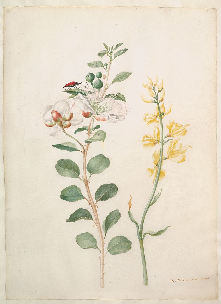 Study of Capers, Gorse, and a Beetle, Maria Sibylla Merian (German, 1647–1717 (active Holland)), Watercolor, white gouache, on vellum 