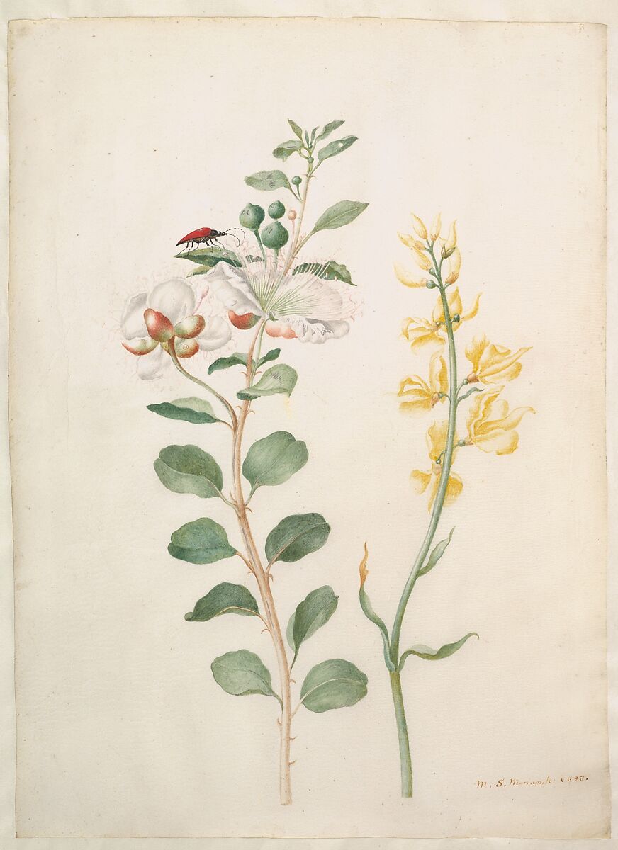 Study of Capers, Gorse, and a Beetle, Maria Sibylla Merian  German, Watercolor, white gouache, on vellum