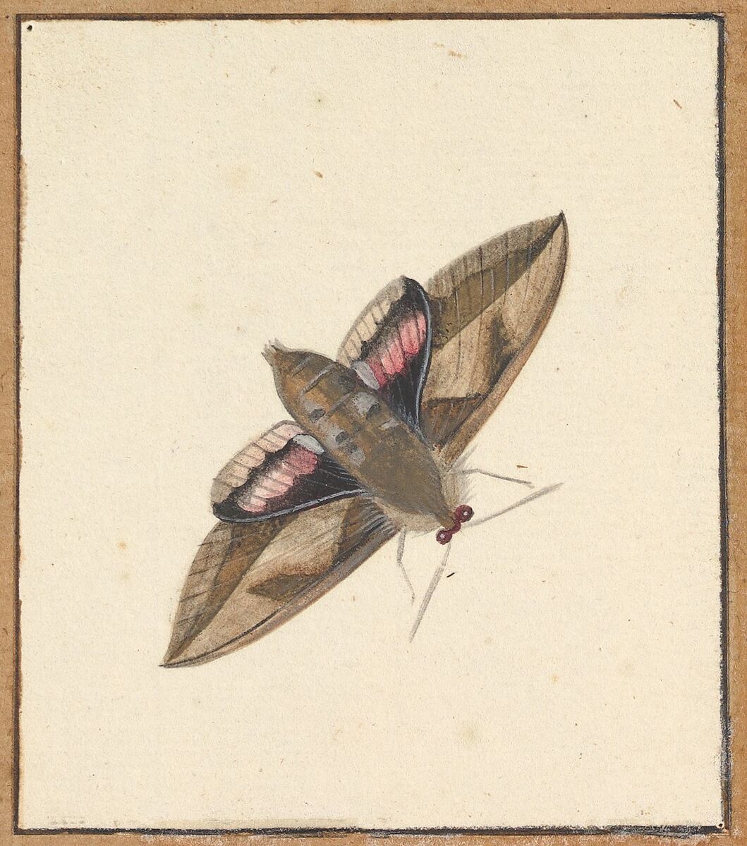 A Moth, Nicolaas Struyk (Amsterdam 1686–1769 Amsterdam), Pen and black ink and watercolor, over touches of graphite 