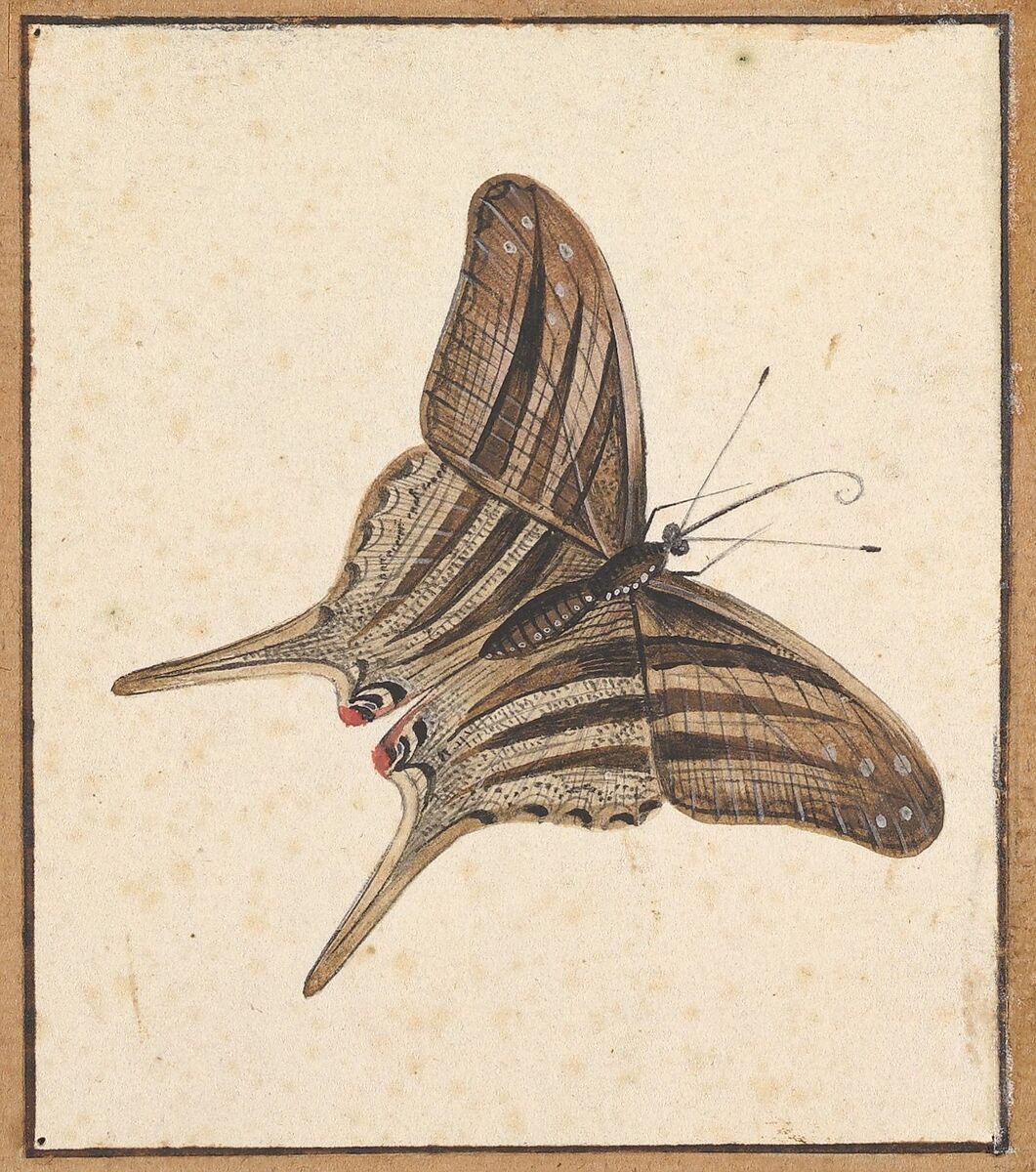 A Butterfly, Nicolaas Struyk (Amsterdam 1686–1769 Amsterdam), Pen and black ink and watercolor, over touches of graphite 