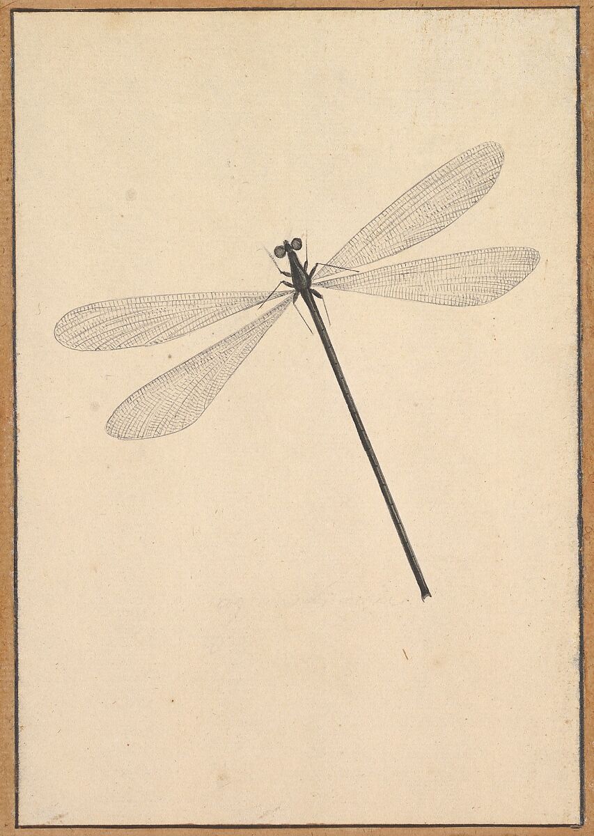 A Dragonfly, Nicolaas Struyk (Amsterdam 1686–1769 Amsterdam), Pen and black ink and watercolor, over touches of graphite 