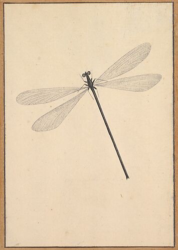 A Dragonfly