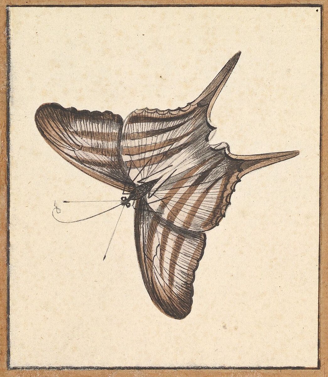 A Butterfly, Nicolaas Struyk (Amsterdam 1686–1769 Amsterdam), Pen and black ink and watercolor, over touches of graphite 