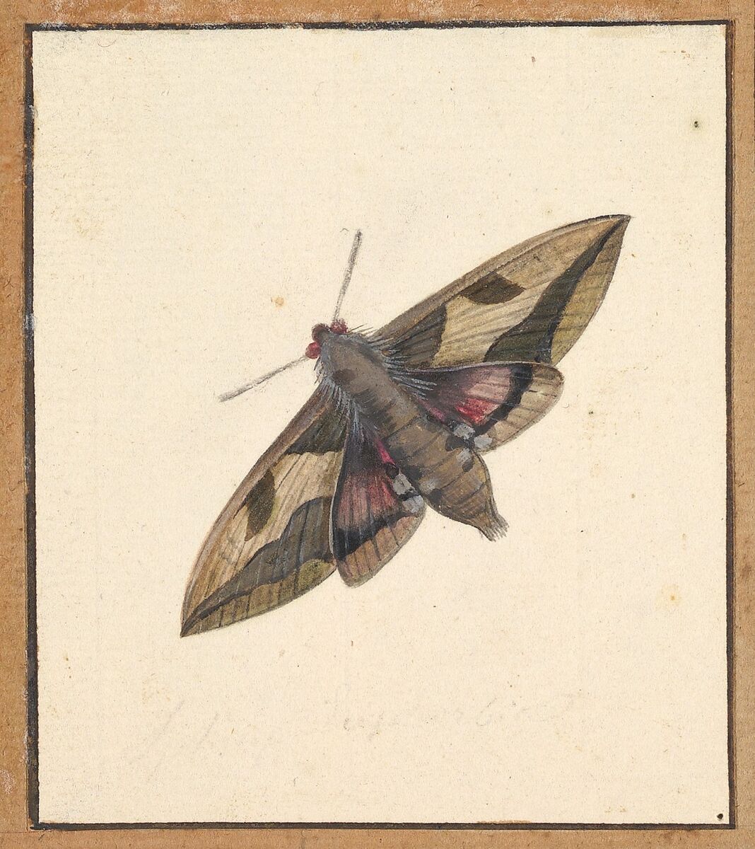 A Moth, Nicolaas Struyk (Amsterdam 1686–1769 Amsterdam), Pen and black ink and watercolor, over touches of graphite 