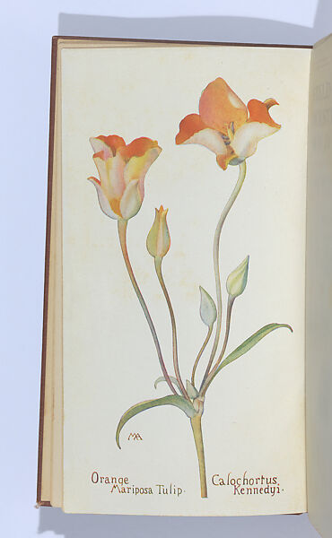 Field Book of Western Wild Flowers, with five hundred illustrations in black and white, and forty-eight plates in color drawn from nature by the author, Written and illustrated by Margaret Neilson Armstrong (American, New York 1867–1944 New York), illustrations: color photographic process and offset lithographs