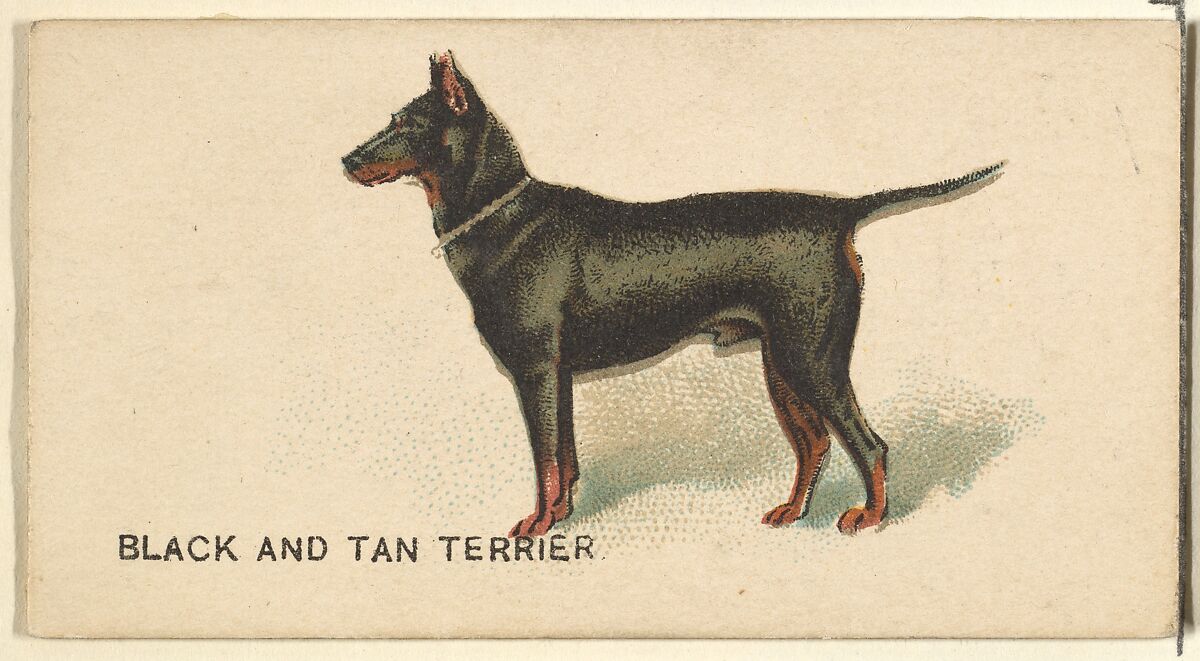 Black and Tan Terrier, from the Dogs of the World series for Old Judge Cigarettes, Issued by Goodwin &amp; Company, Commercial color lithograph 