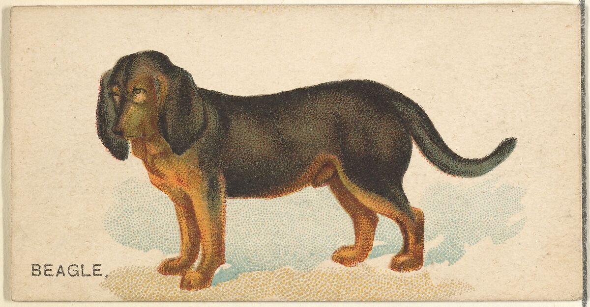 Beagle, from the Dogs of the World series for Old Judge Cigarettes, Issued by Goodwin &amp; Company, Commercial color lithograph 