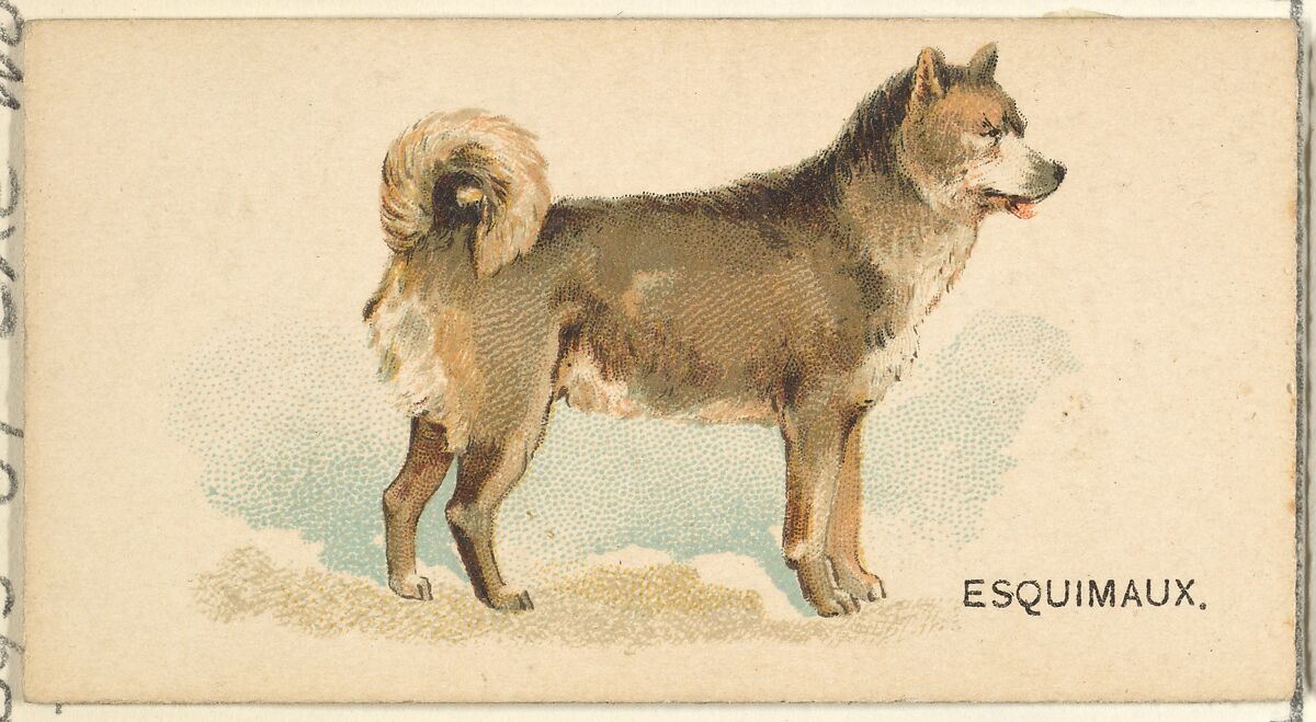 Esquimaux Husky, from the Dogs of the World series for Old Judge Cigarettes, Issued by Goodwin &amp; Company, Commercial color lithograph 