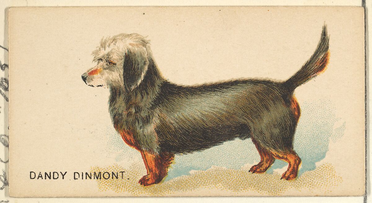 Dandy Dinmont, from the Dogs of the World series for Old Judge Cigarettes, Issued by Goodwin &amp; Company, Commercial color lithograph 