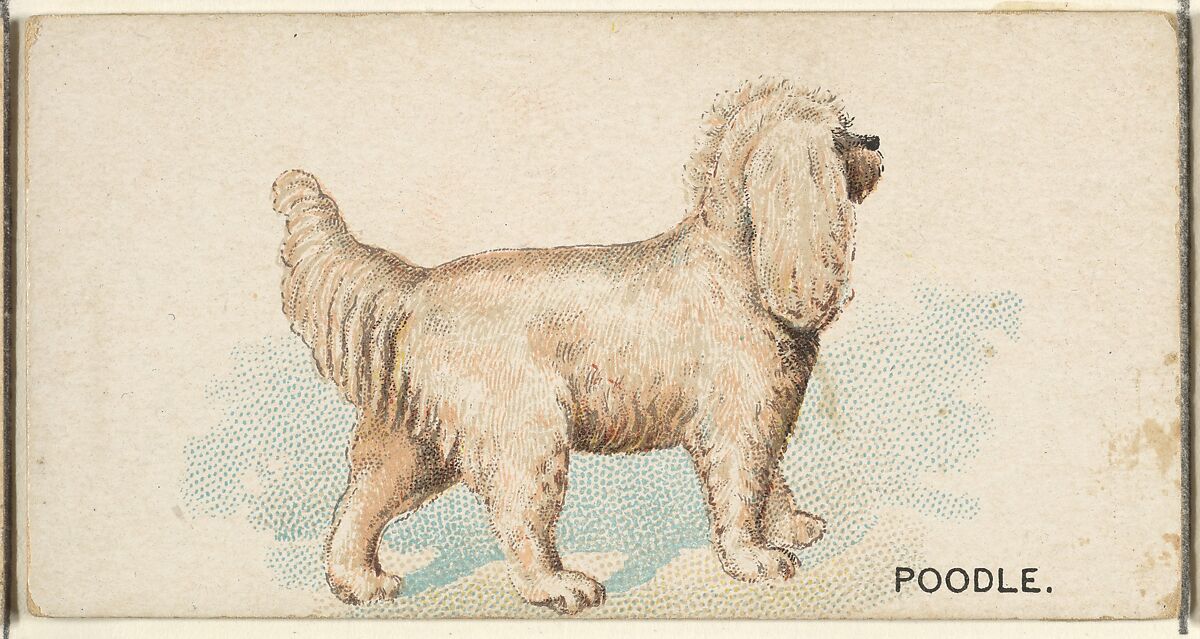 Poodle, from the Dogs of the World series for Old Judge Cigarettes, Issued by Goodwin &amp; Company, Commercial color lithograph 