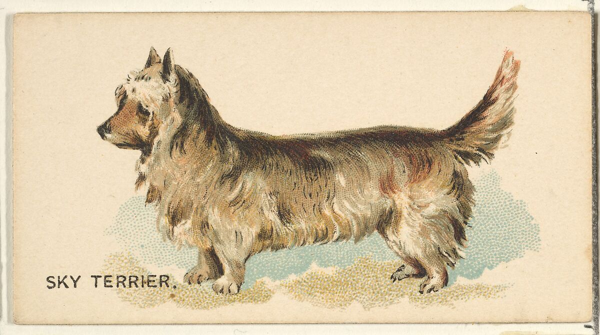 Sky Terrier, from the Dogs of the World series for Old Judge Cigarettes, Issued by Goodwin &amp; Company, Commercial color lithograph 