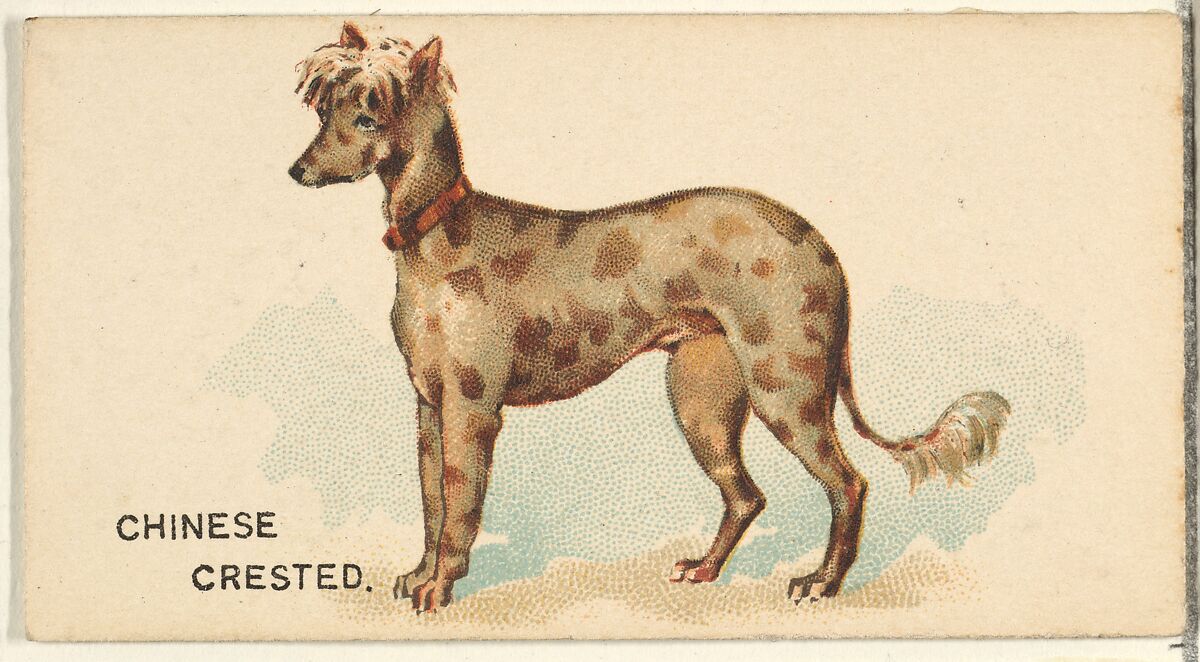 Chinese Crested, from the Dogs of the World series for Old Judge Cigarettes, Issued by Goodwin &amp; Company, Commercial color lithograph 