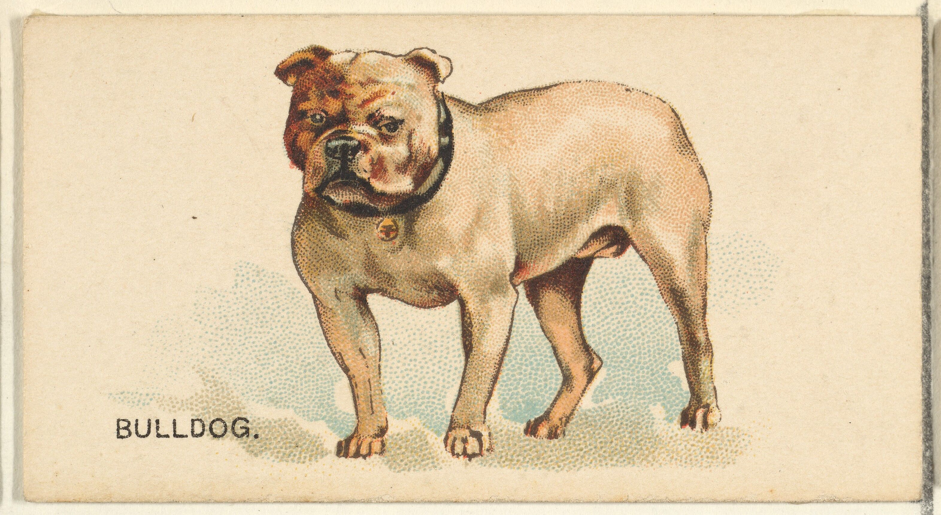1978　カリフォルニア メガレア！90年代！BULLDOG ART！ Cool Biker Bulldog Clipart – Tough Bulldog in Leather Jacket