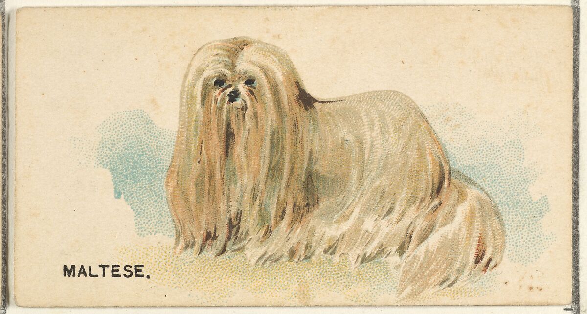 Maltese, from the Dogs of the World series for Old Judge Cigarettes, Issued by Goodwin &amp; Company, Commercial color lithograph 
