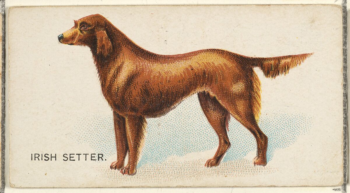 Irish Setter, from the Dogs of the World series for Old Judge Cigarettes, Issued by Goodwin &amp; Company, Commercial color lithograph 