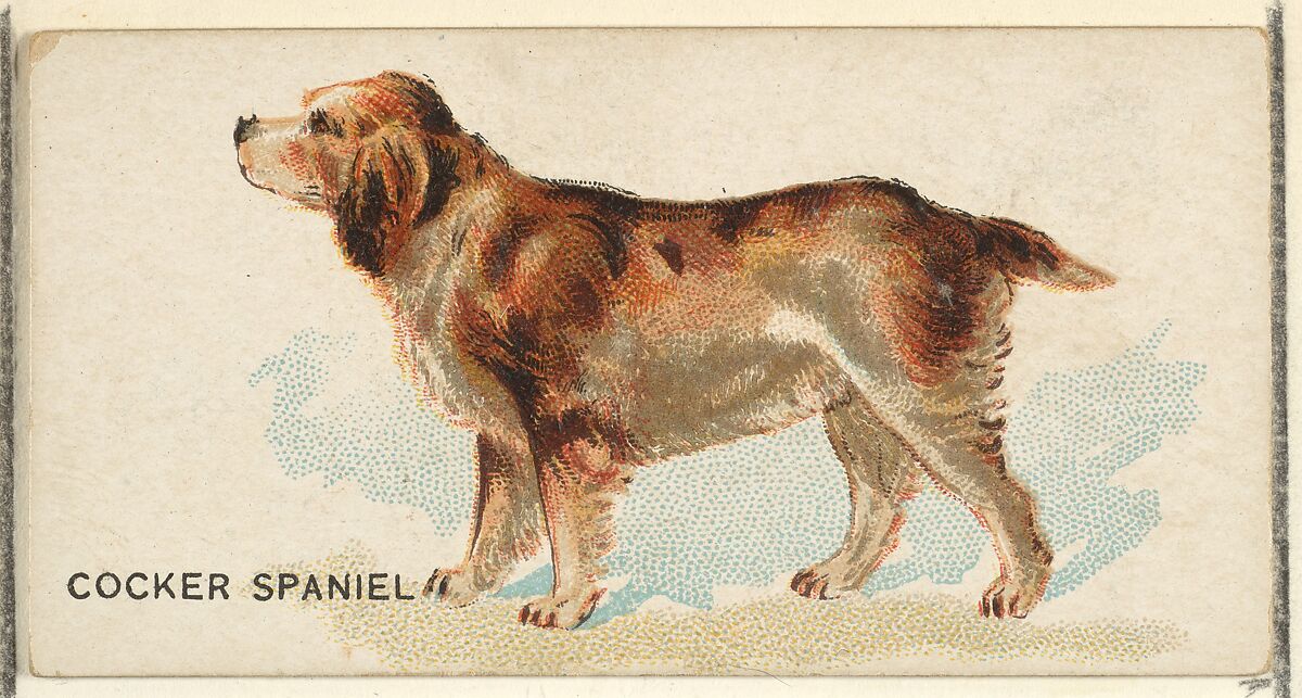 Cocker Spaniel, from the Dogs of the World series for Old Judge Cigarettes, Issued by Goodwin &amp; Company, Commercial color lithograph 