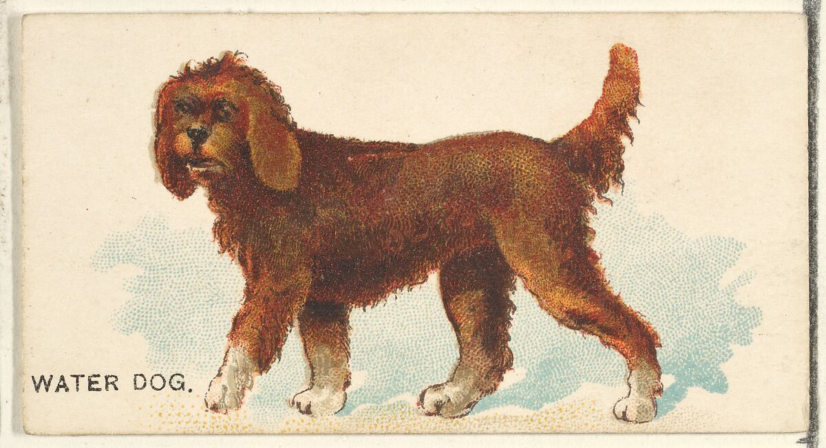 Water Dog, from the Dogs of the World series for Old Judge Cigarettes, Issued by Goodwin &amp; Company, Commercial color lithograph 