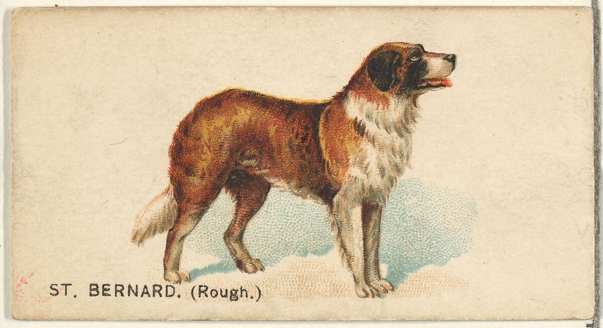 St. Bernard (Rough), from the Dogs of the World series for Old Judge Cigarettes, Issued by Goodwin &amp; Company, Commercial color lithograph 