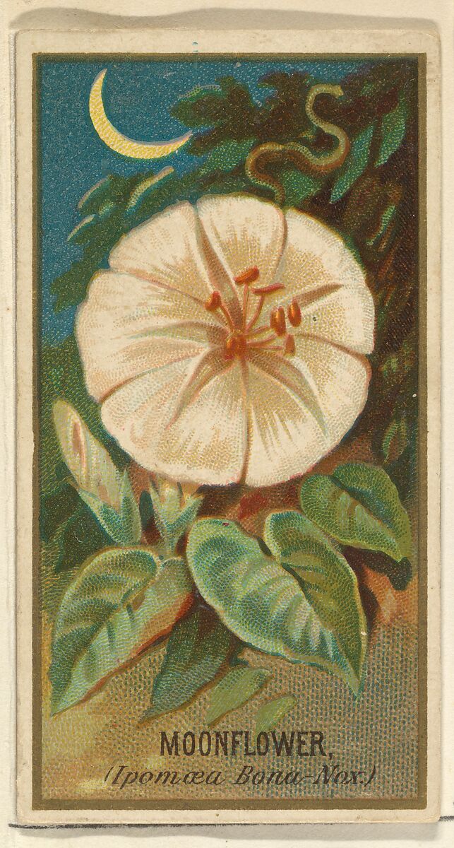 Moonflower (Ipomoea Bona Nox), from the Flowers series for Old Judge Cigarettes, Issued by Goodwin &amp; Company, Commercial color lithograph 