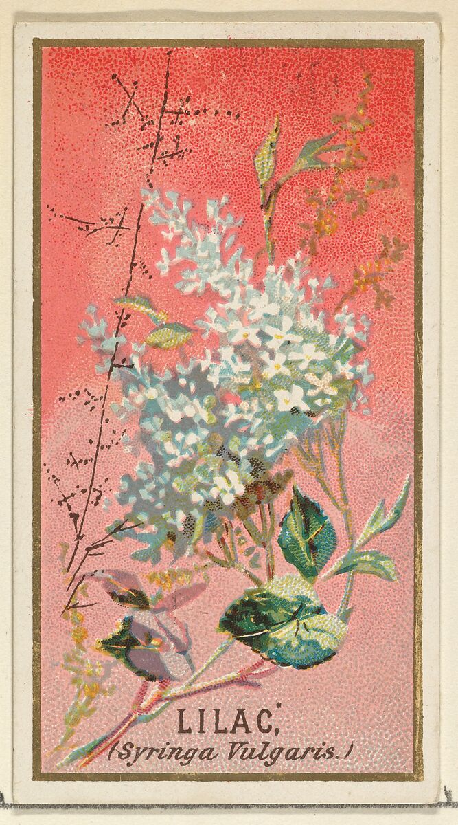 Lilac (Syringa Vulgaris), from the Flowers series for Old Judge Cigarettes, Issued by Goodwin &amp; Company, Commercial color lithograph 