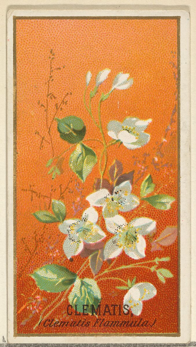 Clemantis (Clemantis Flammula), from the Flowers series for Old Judge Cigarettes, Issued by Goodwin &amp; Company, Commercial color lithograph 