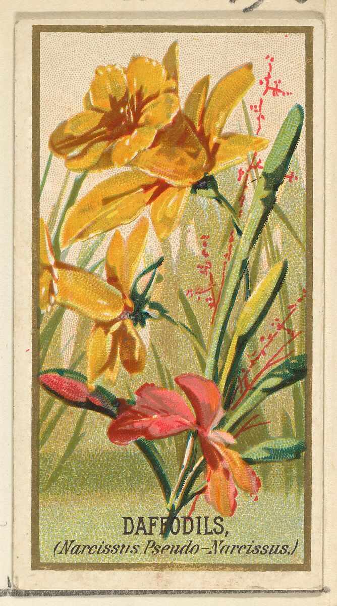 Daffodils (Narcissis Pseudo-Narcissus), from the Flowers series for Old Judge Cigarettes, Issued by Goodwin &amp; Company, Commercial color lithograph 
