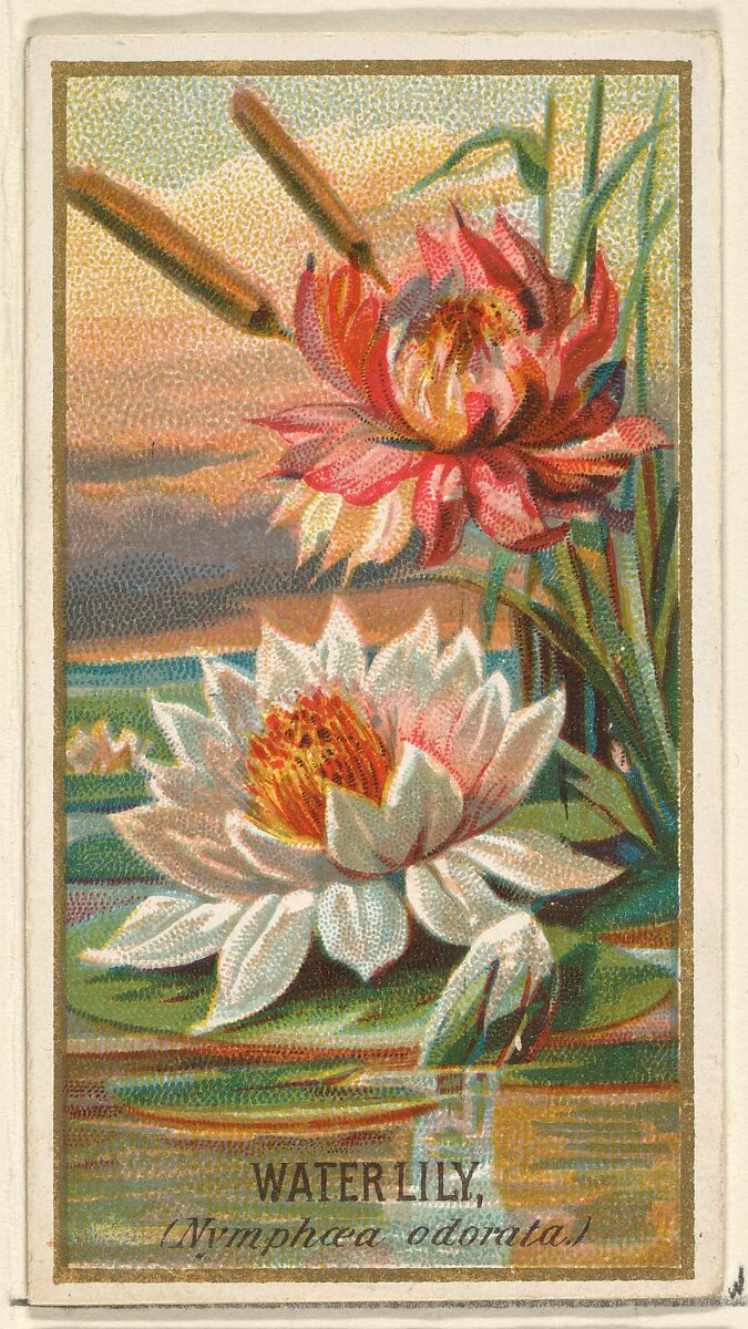 Water Lily (Nymphaea adorata), from the Flowers series for Old Judge Cigarettes, Issued by Goodwin &amp; Company, Commercial color lithograph 