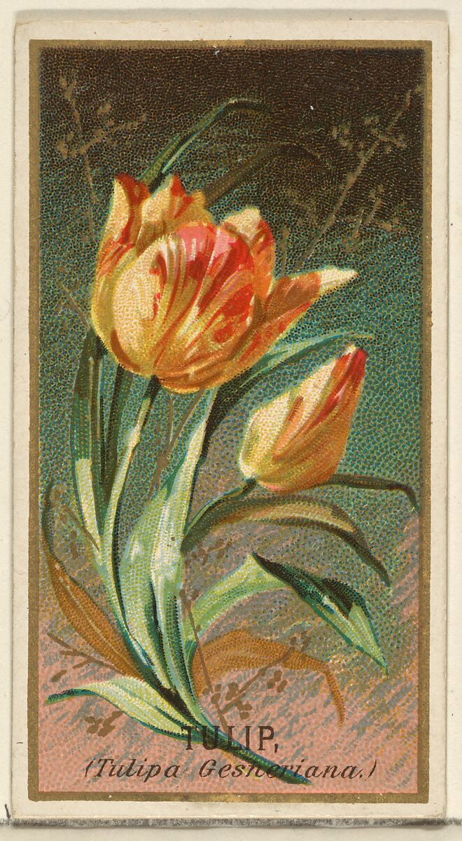 Tulip (Tulipa Gesheriana), from the Flowers series for Old Judge Cigarettes, Issued by Goodwin &amp; Company, Commercial color lithograph 