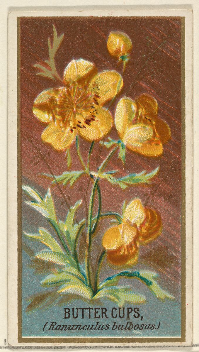Buttercups (Ranunculus bulbosus), from the Flowers series for Old Judge Cigarettes, Issued by Goodwin &amp; Company, Commercial color lithograph 