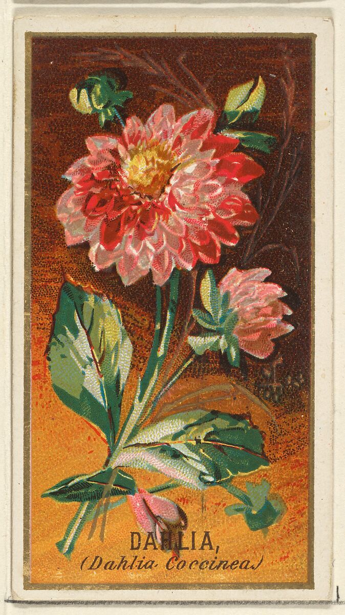 Dahlia (Dahlia Coccinea), from the Flowers series for Old Judge Cigarettes, Issued by Goodwin &amp; Company, Commercial color lithograph 
